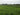 Green field with trees in the background
